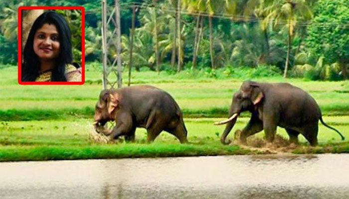 കത്തുന്ന ടയര്‍ എറിയുന്ന മനുഷ്യക്കോലങ്ങള്‍ക്ക് അതേ അളവില്‍ ചവിട്ടിക്കൊന്ന് മറുപടി നല്കി കൊലയാളി ആവുന്നുണ്ട് കാട്ടാനകള്‍; കാട്ടാനകളുടെ ആക്രമണത്തില്‍ ആര്‍ക്ക് ആരെ കുറ്റപ്പെടുത്താനാവും? അഞ്ജു പാര്‍വതി പ്രഭീഷ് എഴുതുന്നു