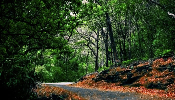 ബോണക്കാട് മലനിരകളിലേക്ക് ഒരു യാത്ര 