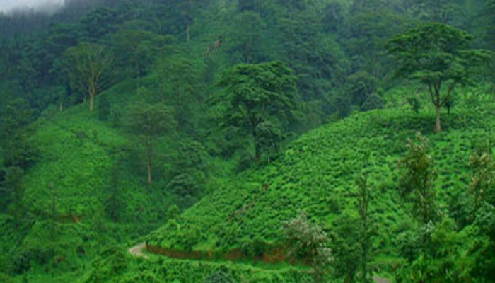 ബോണക്കാട് വനപാതയിലേക്ക് സഞ്ചരിക്കാം 