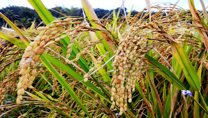  കന്നിക്കൊയ്ത്ത്