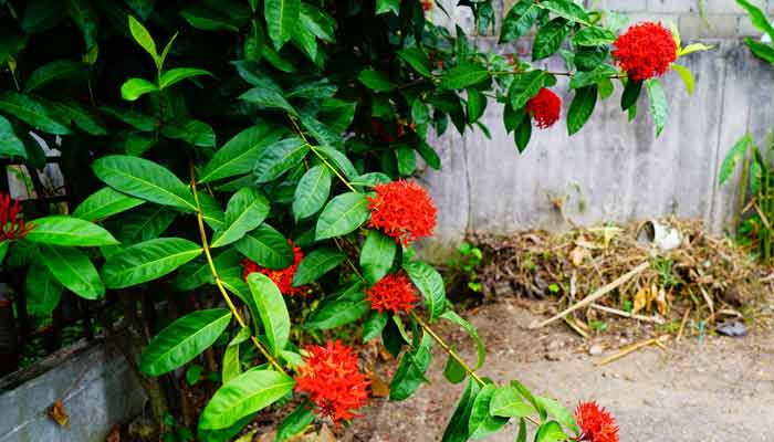 വീടുകളിൽ  പോസിറ്റീവ് ഊർജ്ജം കൂട്ടാൻ ഇനി ഈ ചെടികൾ 