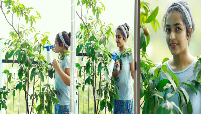 ഗ്രീന്‍ ചലഞ്ച് ഏറ്റെടുത്ത് രജിഷ വിജയൻ; ബാൽക്കണിയിൽ നട്ട  സപ്പോട്ട  മരവുമായി താരം; ചിത്രങ്ങൾ വൈറൽ 