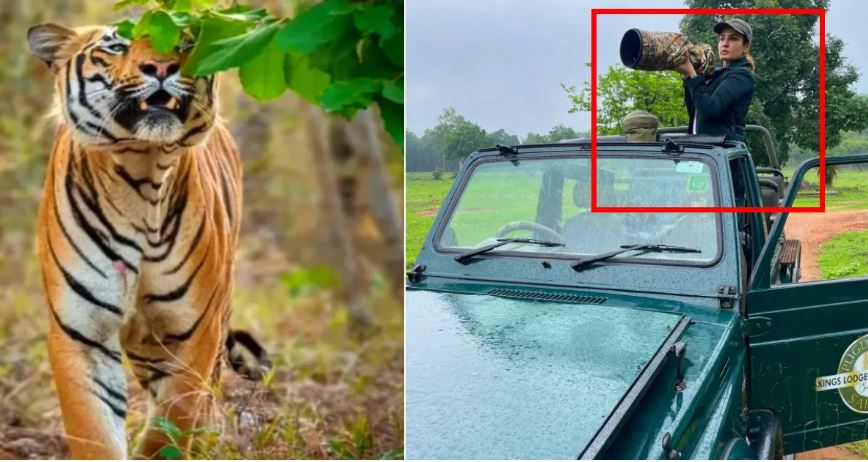 സത്പുര ടൈഗര്‍ റിസര്‍വില്‍ നിന്നും രവീണ ടണ്ടന്‍ പങ്ക് വച്ച് വീഡിയോ വൈറലായതോടെ അന്വേഷണവുമായി വനംവകുപ്പ്; വിവാദമായത് വീഡിയോയില്‍ കടുവയുടെ അടുത്ത് ചെന്നുവെന്ന് തെളിഞ്ഞതോടെ; പോയത്  വനംവകുപ്പിന്റെ ജീപ്പിലെന്ന് നടിയും